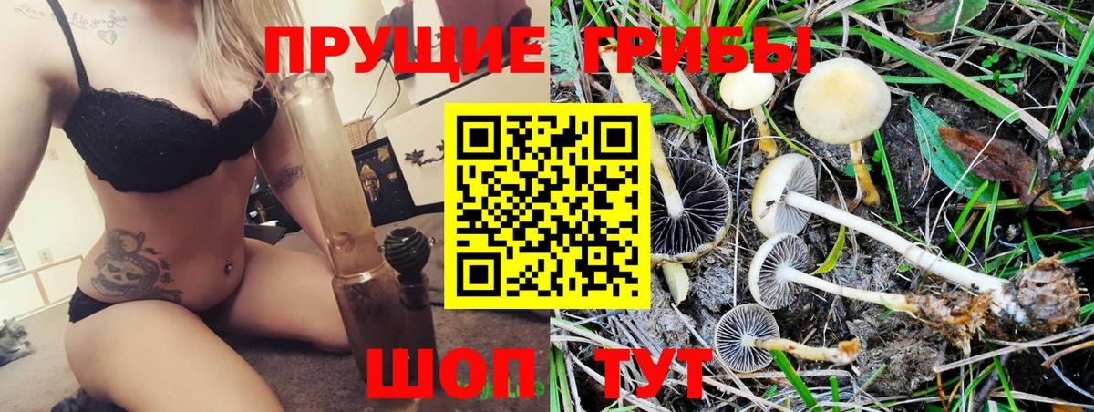 Галлюциногенные грибы Psilocybe  купить наркотики сайты  Бердск  Вход с VPN  Псилоцибиновые грибы мицелий 